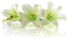 iStocklilies