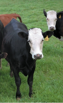 cows