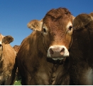 Cows