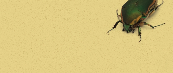 June bug